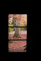 Looking through window on the autumn orange yellow tree and a green garden