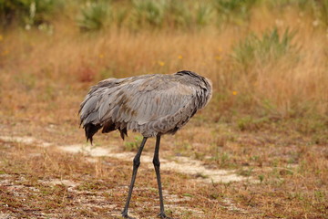 sandhill crane in grass