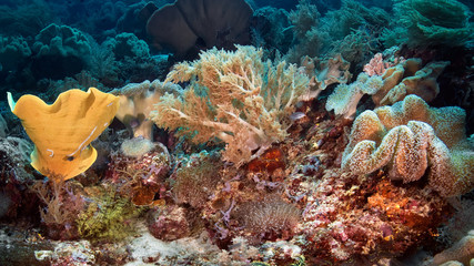 coral reef with tropical fish