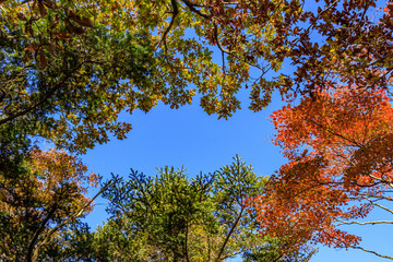 Fototapeta premium 秋のえびの高原 紅葉 宮崎県えびの市 Ebino plateau Autumn leaves Miyazaki Ebino city