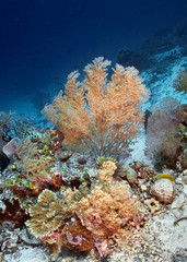 Naklejka na ściany i meble coral reet