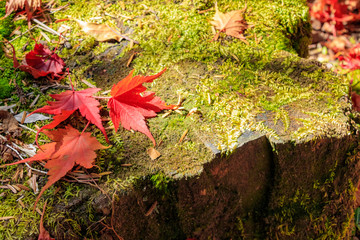 秋のえびの高原　もみじと切株　宮崎県えびの市　Ebino plateau　Maple and  stump　Miyazaki　Ebino city