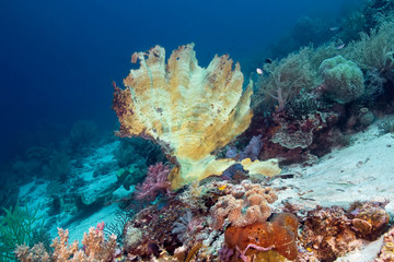 Naklejka na ściany i meble coral in sea
