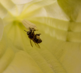 Engelstrompeten (Brugmansia). Blick in die Blüte, mit Biene
