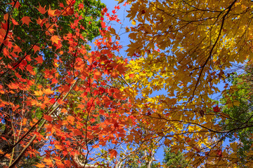 秋のえびの高原　紅葉　宮崎県えびの市　Ebino plateau　Autumn leaves　Miyazaki　Ebino city