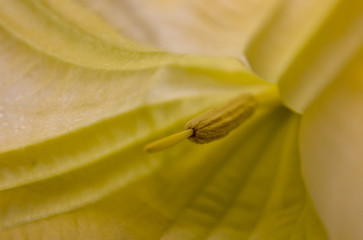 Engelstrompeten (Brugmansia). Blick in die Blüte