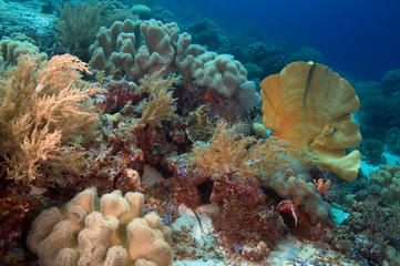 coral reef with fish
