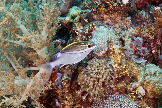 fish on coral reef