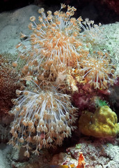 Soft coral