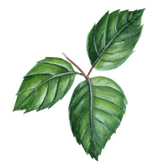 green leaves of a rose on an isolated white background, watercolor illustration, botanical painting