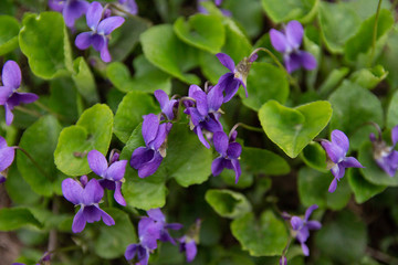 Viola odorata - Sweet Violet, English Violet, Common Violet, or Garden Violet