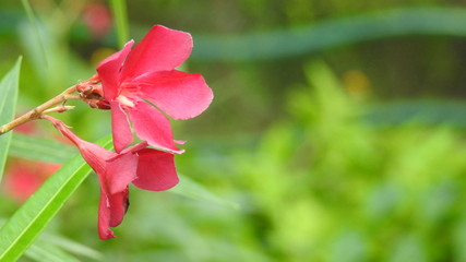 Close-up Oleander pink flower with isolated green leaves in background. Nerium oleander family of...