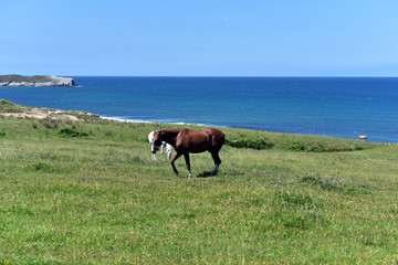 Horse eating grass in the meadow in the Santander countryside, Cantabria, Spain