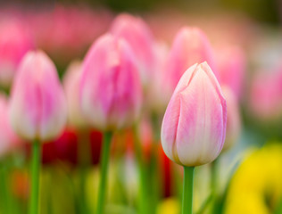 Fototapeta premium Pink tulips are blooming beautifully in the natural gardens on a soft sunlight day. Tulip Flowers of Love