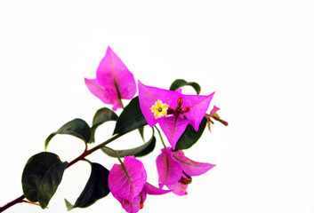 pink bougainvillea flowers isolated on white background