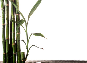 Fototapeta na wymiar Grean bamboo leaves isolated on white background