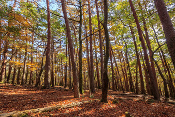 Obraz premium 秋のえびの高原 宮崎県えびの市 Ebino plateau autumn Miyazaki Ebino city