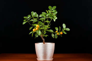 Houseplant Tangerine tree with small  fruits in a pot isolated on black background. Bonsai	