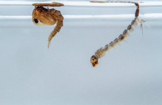 Mosquito larvae and pupae in the water