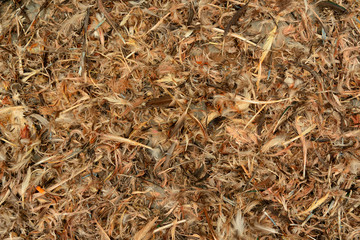 Huge collection of brown chicken feathers. Plumage carpet background or texture.