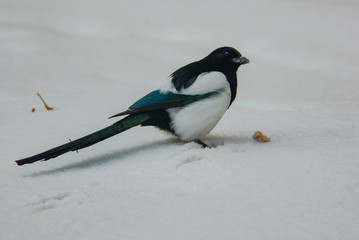 Magpie's dinner on the street