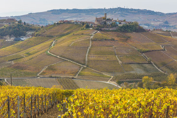 Vineyards, near Alba, Langhe, Piedmont, Italy