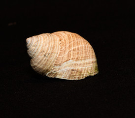 single shells on black background