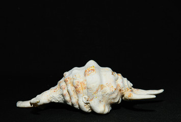 single shells on black background