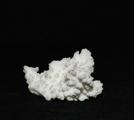 small piece of white coral