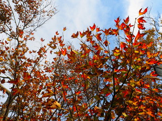 空と紅葉