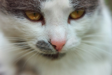 portrait of a cute cat close up