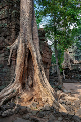 Ruins of Ta Prohm - Angkor Wat - Cambodia