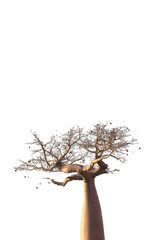 Vertical view of Baobab tree isolate on white background