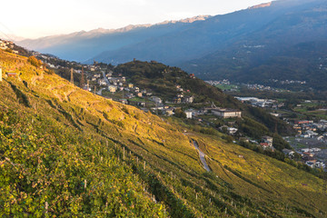 Winery and vineyards, mountain valley. Valtellina. Italian Alps