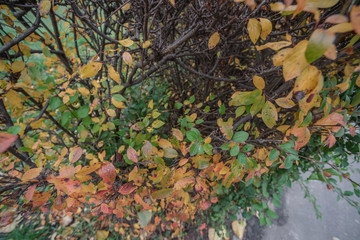 Autumn hedge with yellow and green leaves, soft focus