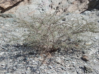 Верблюжья колючка