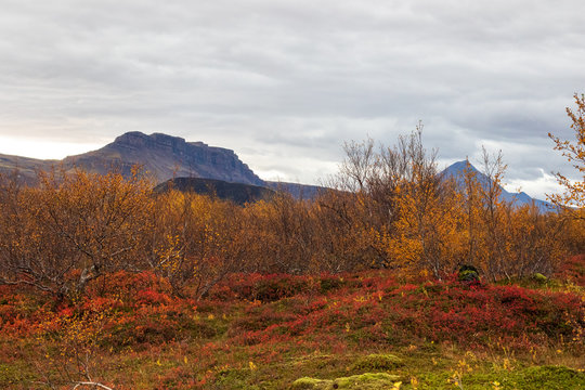 Landscape in Iceland in autumnal colours