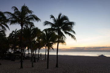 Fototapeta na wymiar Palm Trees Silhouetted Against a Blue Sunrise
