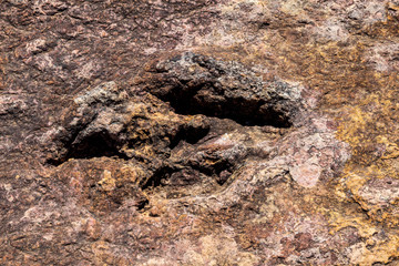 Fossilized dinosaur tracks at Torotoro, Bolivia.