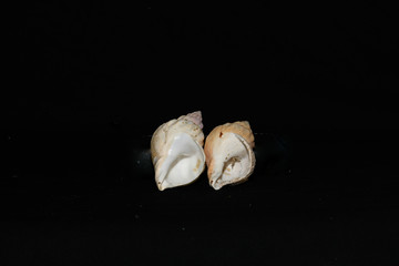 sets of sea shells