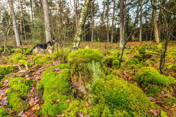 Dead tree stump overgrown with Haircap Moss or Hair Moss or Maidenhair, Polytrichum commune, and Green Trumpet lichen, Cladonia fimbriata, against blurred background of forest with birch trees