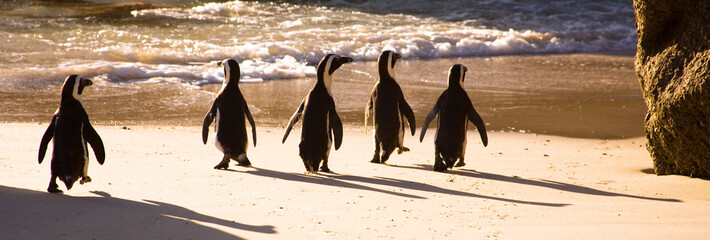 Fototapeta premium African Penguins on Boulders Beach, Cape Town, South Africa