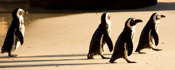 Fototapeta premium African Penguins on Boulders Beach, Cape Town, South Africa