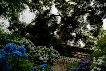 Fototapeta premium Hydrangea