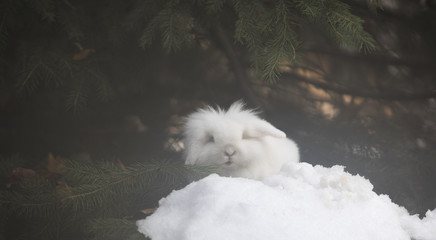 white rabbit on fir branches