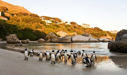 African Penguins on Boulders Beach, Cape Town, South Africa - obrazy, fototapety, plakaty