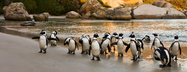 Fototapeta premium African Penguins on Boulders Beach, Cape Town, South Africa