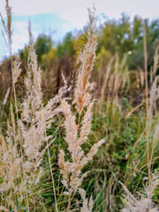 Close-up of a ripe ear of beige color on the background of green grass