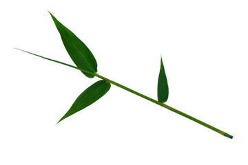 Bamboo leaves green isolated on white the background.