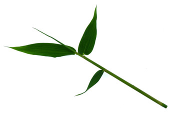 Obraz premium Bamboo leaves green isolated on white the background.